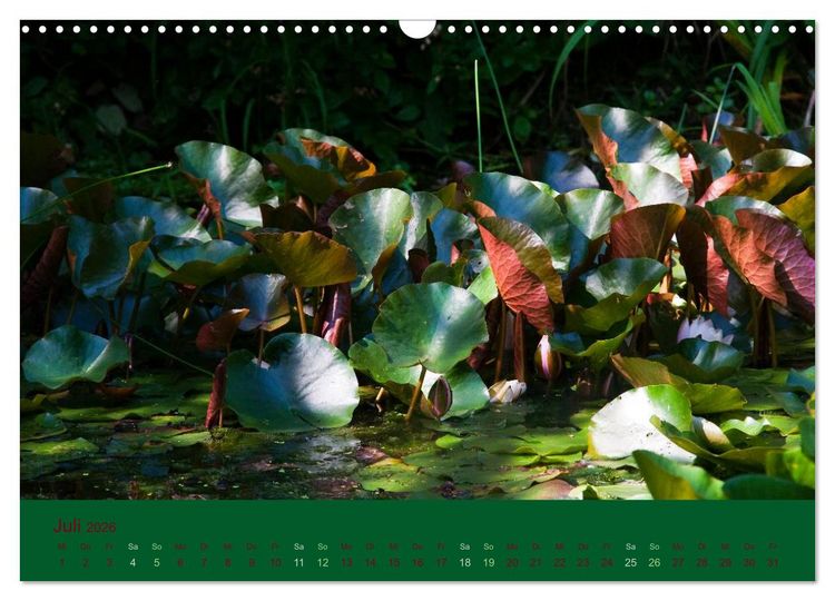 Produktbild: Gartenfl&uuml;stern (Wandkalender 2026 DIN A3 quer), CALVENDO Monatskalender