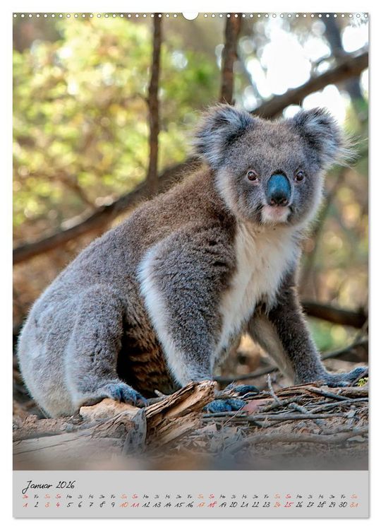 Produktbild: Koala, kleiner B&auml;r (Wandkalender 2026 DIN A2 hoch), CALVENDO Monatskalender