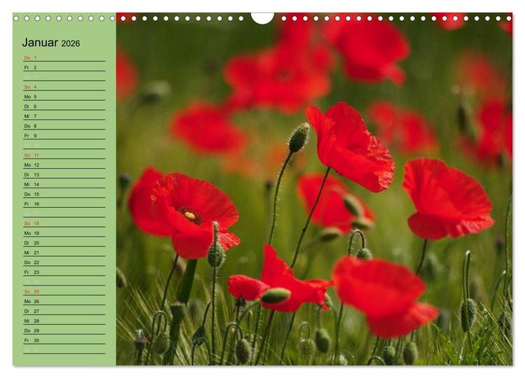 Produktbild: Mohnblumen Tr&auml;ume (Wandkalender 2026 DIN A3 quer), CALVENDO Monatskalender