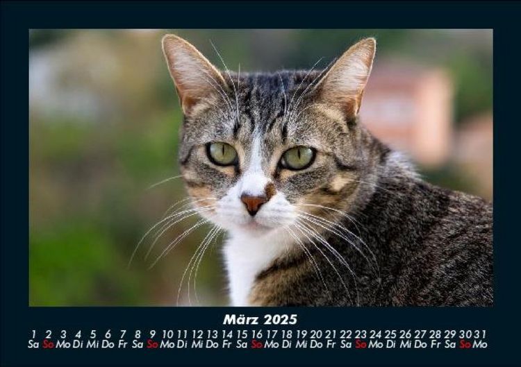 Produktbild: F&uuml;r Katzenfreunde 2025 Fotokalender DIN A5