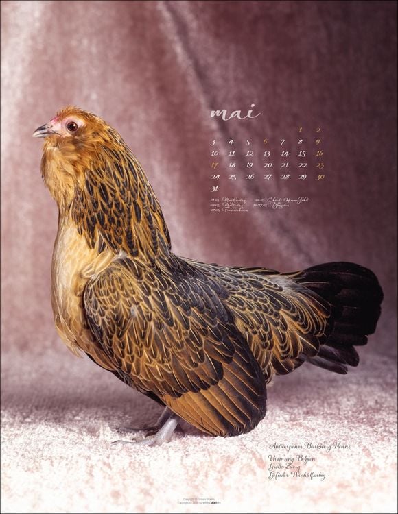 Produktbild: Pretty Chicks Kalender 2027