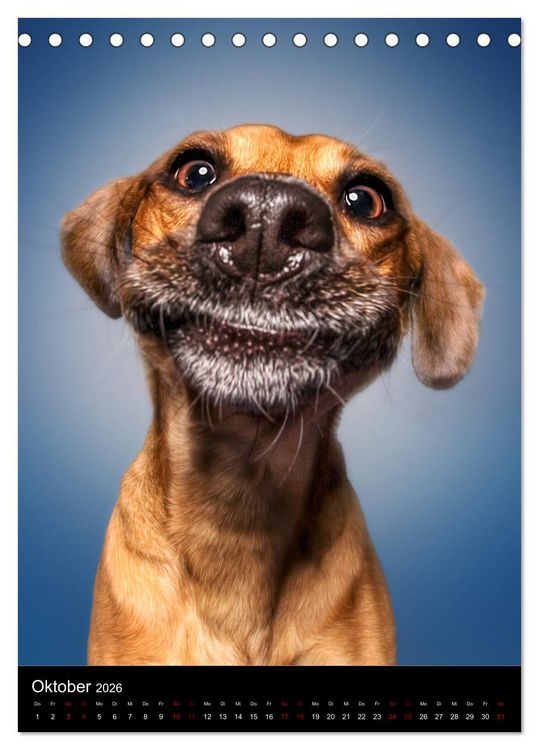 Produktbild: Funny Faces - Lustige Hundebilder (Tischkalender 2026 DIN A5 hoch), CALVENDO Monatskalender