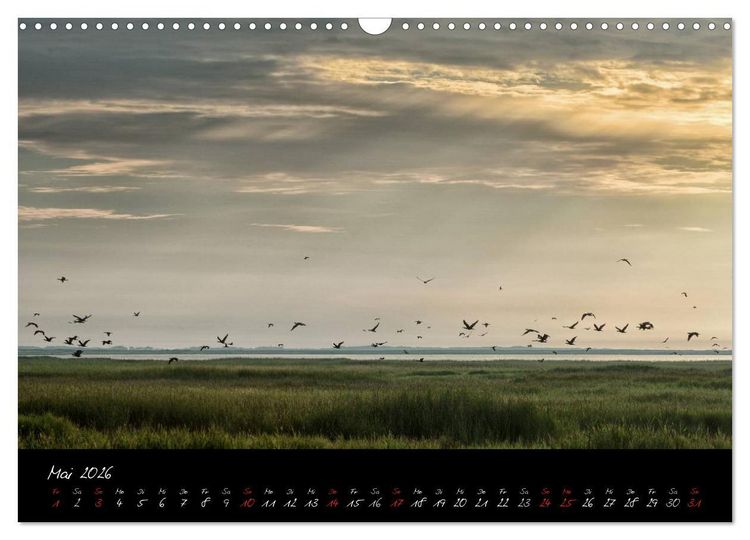 Produktbild: Sommer im Fischland-Dar&szlig;-Zingst (Wandkalender 2026 DIN A3 quer), CALVENDO Monatskalender