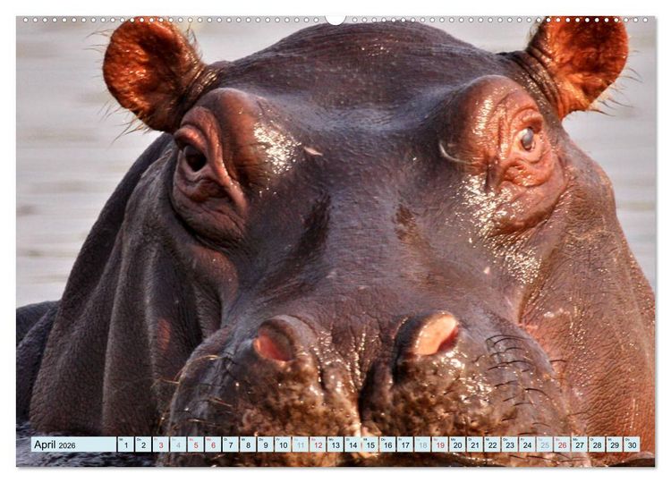 Produktbild: Tiere Schau mir in die Augen (Wandkalender 2026 DIN A2 quer), CALVENDO Monatskalender