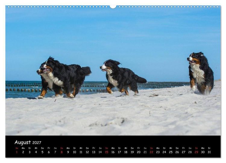 Produktbild: Berner Sennenhund 2027 (hochwertiger Premium Wandkalender 2027 DIN A2 quer), Kunstdruck in Hochglanz