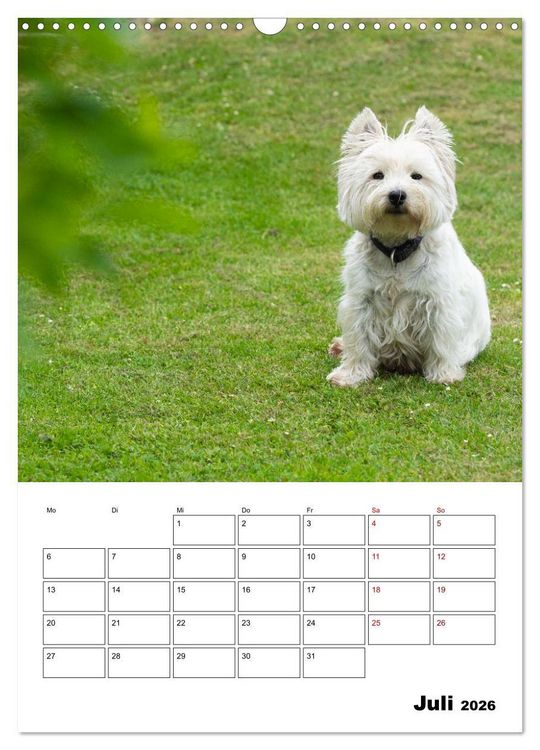 Produktbild: West Highland White Terrier - Herzensbrecher auf vier Pfoten (Wandkalender 2026 DIN A3 hoch), CALVENDO Monatskalender