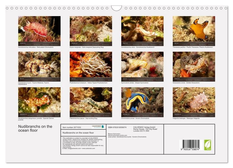 Produktbild: Nudibranchs on the ocean floor (Wall Calendar 2026 DIN A3 landscape), CALVENDO 12 Month Wall Calendar