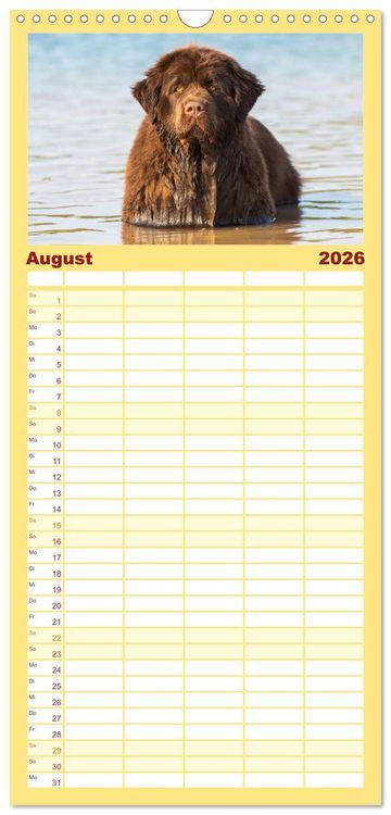 Produktbild: Familienplaner 2026 - Neufundl&auml;nder - Ein b&auml;renstarker Freund mit 5 Spalten (Wandkalender, 21 x 45 cm) CALVENDO