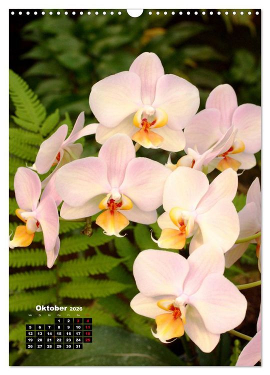 Produktbild: Kleine Orchideensch&auml;tze (Wandkalender 2026 DIN A3 hoch), CALVENDO Monatskalender