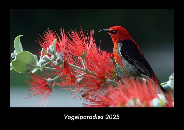 Produktbild: Vogelparadies 2025 Fotokalender DIN A3