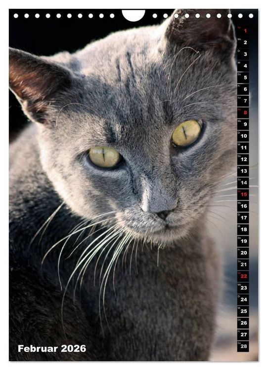 Produktbild: Istanbuls Katzen (Wandkalender 2026 DIN A4 hoch), CALVENDO Monatskalender
