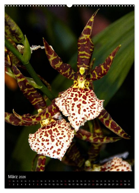 Produktbild: Faszination Orchideen (hochwertiger Premium Wandkalender 2026 DIN A2 hoch), Kunstdruck in Hochglanz
