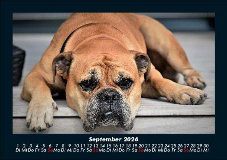 Produktbild: Der Hundekalender 2026 Fotokalender DIN A5