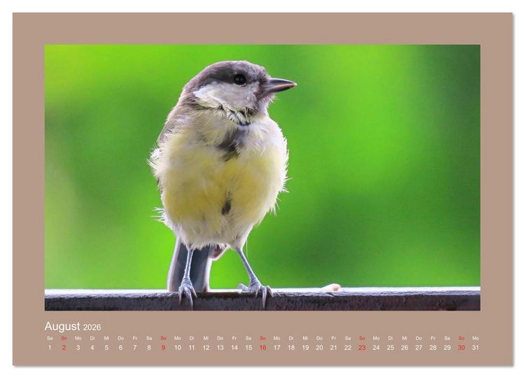 Produktbild: Vogelportr&auml;ts - Heimische V&ouml;gel auf meinem Balkon (hochwertiger Premium Wandkalender 2026 DIN A2 quer), Kunstdruck in Hochglanz