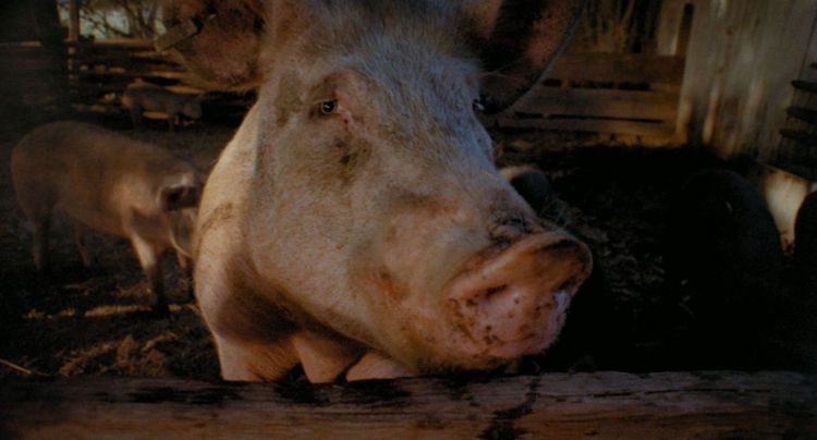 Produktbild: PIGS - Uncut Limited Mediabook (in HD neu abgetastet, Blu-ray+DVD+Booklet, limitiert auf 500 St&uuml;ck)