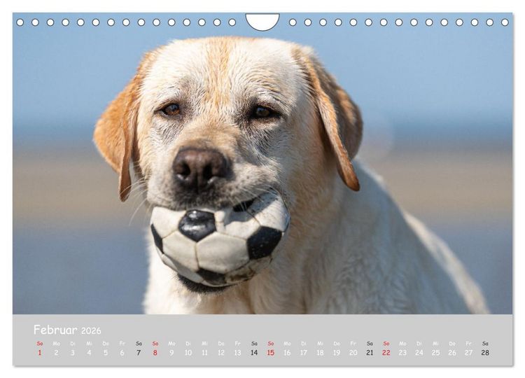 Produktbild: Liebenswerter Labrador 2026 (Wandkalender 2026 DIN A4 quer), CALVENDO Monatskalender