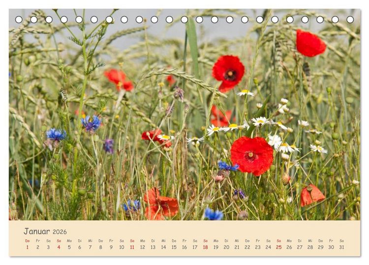 Produktbild: Mohnblumen - rote Sch&ouml;nheiten (Tischkalender 2026 DIN A5 quer), CALVENDO Monatskalender