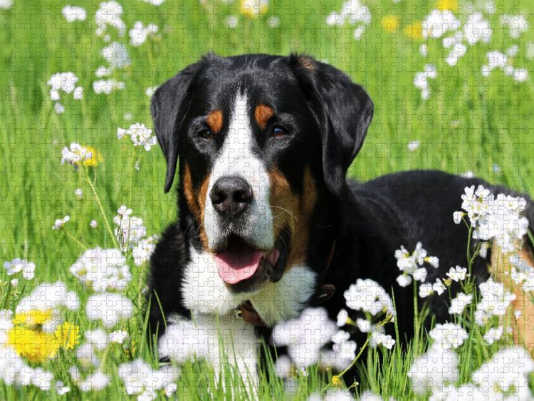 Produktbild: CALVENDO Puzzle Gro&szlig;er Schweizer Sennenhund | 1000 Teile Lege-Gr&ouml;&szlig;e 64x48cm Foto-Puzzle f&uuml;r gl&uuml;ckliche Stunden