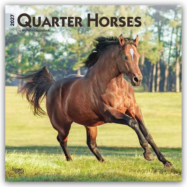 Produktbild: Quarter Horses &ndash; Quarter Horse 2027 &ndash; 16-Monatskalender