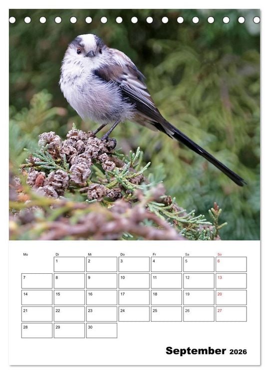 Produktbild: Bezaubernde V&ouml;gel im heimischen Garten (Tischkalender 2026 DIN A5 hoch), CALVENDO Monatskalender