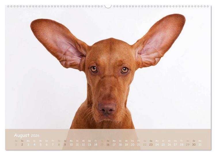 Produktbild: SCHLAPPOHREN (hochwertiger Premium Wandkalender 2026 DIN A2 quer), Kunstdruck in Hochglanz