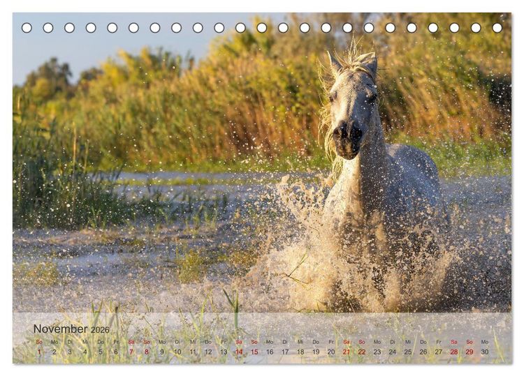Produktbild: Die wei&szlig;en Pferde der Camargue (Tischkalender 2026 DIN A5 quer), CALVENDO Monatskalender