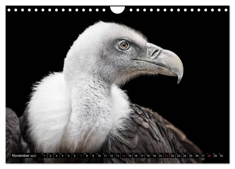 Produktbild: Greifv&ouml;gel und Eulen (Wandkalender 2027 DIN A4 quer), CALVENDO Monatskalender