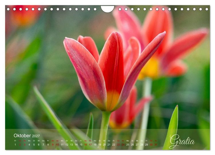 Produktbild: Tulipa et Verba &ndash; Tulpenbl&uuml;ten und stille W&ouml;rter (Wandkalender 2027 DIN A4 quer), CALVENDO Monatskalender