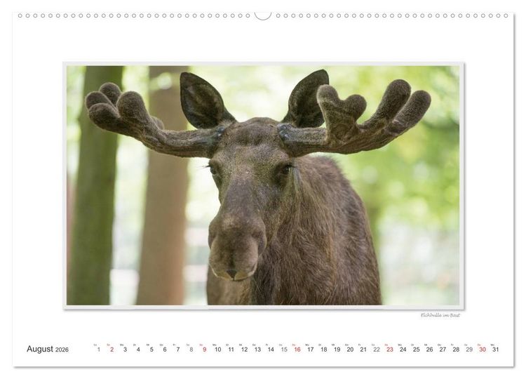 Produktbild: Emotionale Momente: Europ&auml;ischer Elch Part II (Wandkalender 2026 DIN A2 quer), CALVENDO Monatskalender
