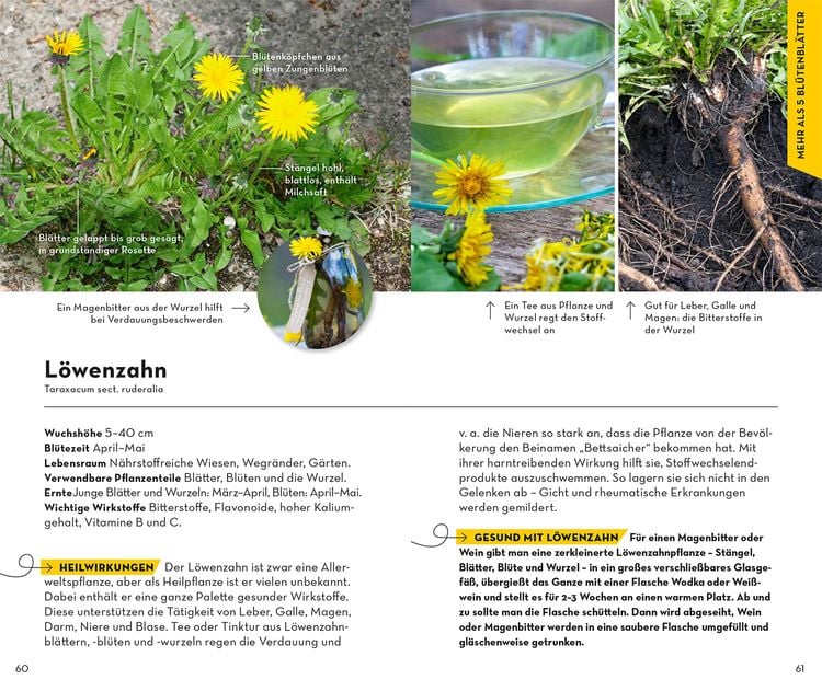 Produktbild: Basic Heilpflanzen