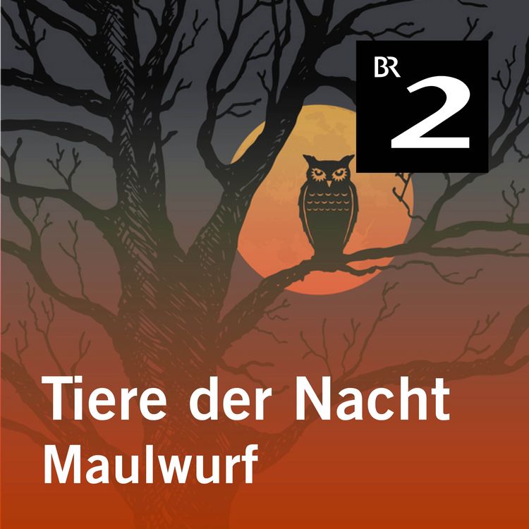 Produktbild: Tiere der Nacht: Maulwurf