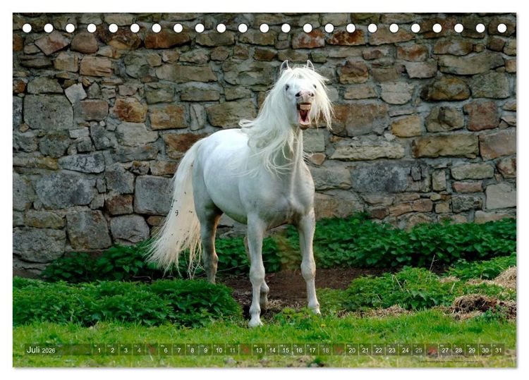 Produktbild: Edle spanische Pferde - Pura Raza Espanola (Tischkalender 2026 DIN A5 quer), CALVENDO Monatskalender