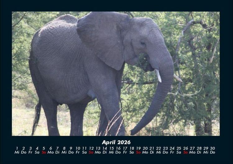 Produktbild: Elefanten - Die sanften Riesen Afrikas 2026 Fotokalender DIN A4