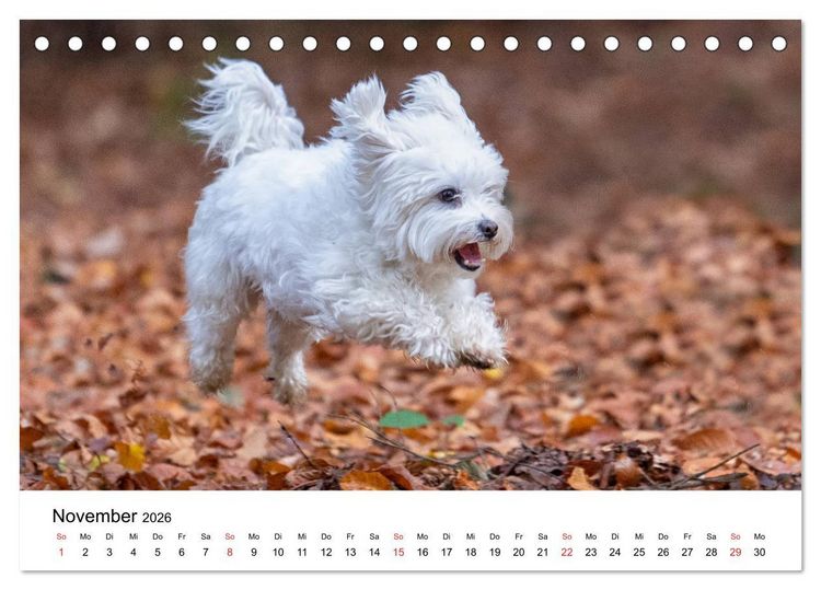 Produktbild: Moritz, der freche Malteser (Tischkalender 2026 DIN A5 quer), CALVENDO Monatskalender