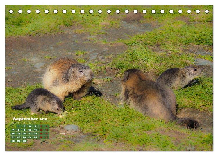 Produktbild: Gro&szlig;glockner wundersch&ouml;ne Berg- und Tierwelt (Tischkalender 2026 DIN A5 quer), CALVENDO Monatskalender
