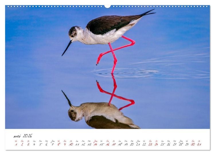 Produktbild: La faune de nos c&ocirc;tes les oiseaux (Calendrier mural 2026 DIN A2 vertical) calendrier de bureau