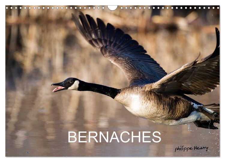 Produktbild: BERNACHES (Calendrier mural 2026 DIN A3 vertical), CALVENDO calendrier mensuel