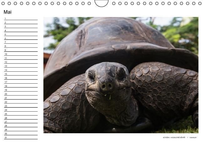 Produktbild: die seychellen - ganz nah am paradies (Wandkalender immerw&auml;hrend DIN A4 quer)