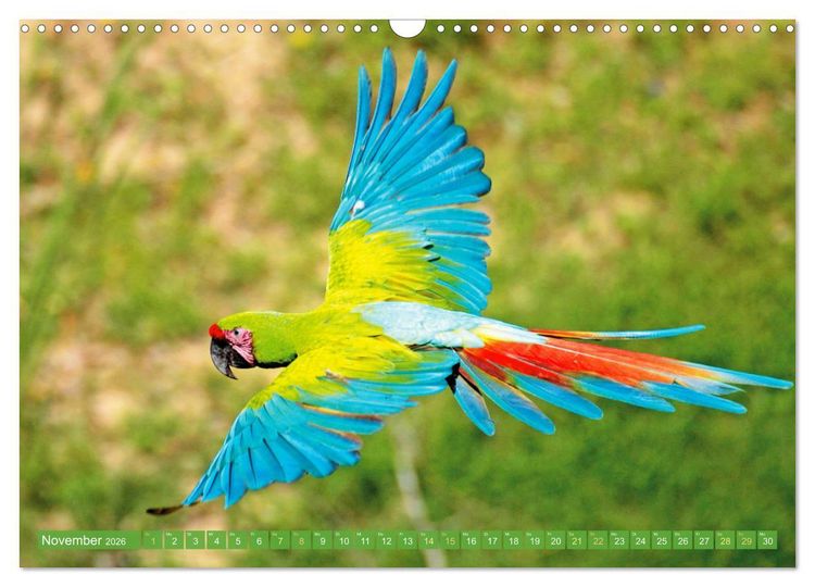 Produktbild: Papageien: Farbenpracht im Flug (Wandkalender 2026 DIN A3 quer), CALVENDO Monatskalender