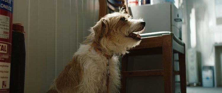 Produktbild: Smuggling Hendrix - Nicht ohne meinen Hund