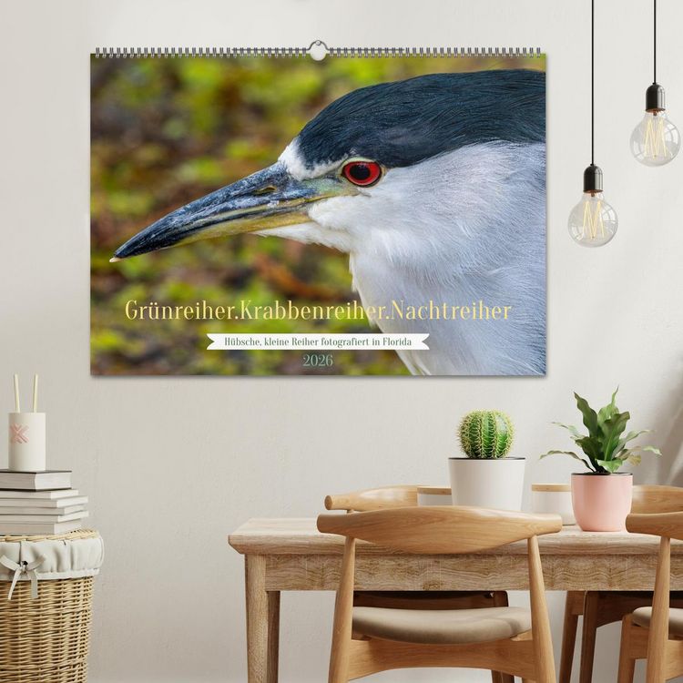 Produktbild: Gr&uuml;nreiher - Krabbenreiher - Nachtreiher (Wandkalender 2026 DIN A2 quer), CALVENDO Monatskalender