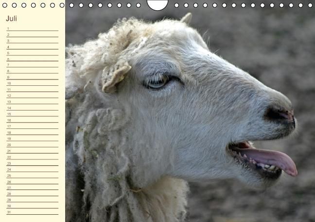Produktbild: Der wollige Geburtstagskalender (Wandkalender immerw&auml;hrend DIN A4 quer)