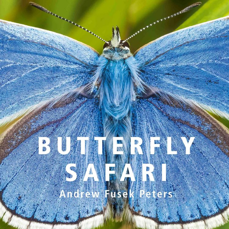 Produktbild: Butterfly Safari