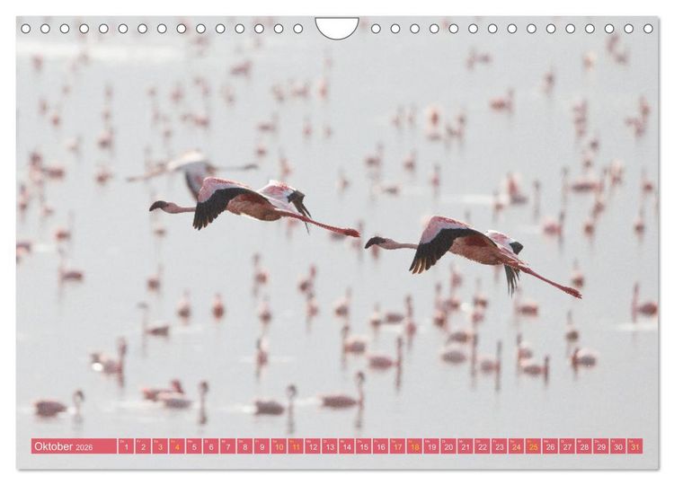 Produktbild: Flamingos am Lake Bogoria - Kenia (Wandkalender 2026 DIN A4 quer), CALVENDO Monatskalender