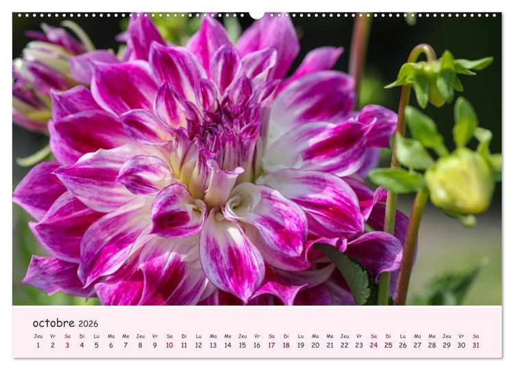 Produktbild: Les Dahlias en pleine floraison (Calendrier mural 2026 DIN A2 vertical), CALVENDO calendrier mensuel