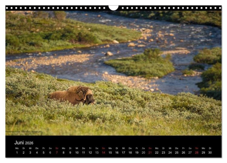 Produktbild: Naturwucht Skandinavien (Wandkalender 2026 DIN A3 quer), CALVENDO Monatskalender