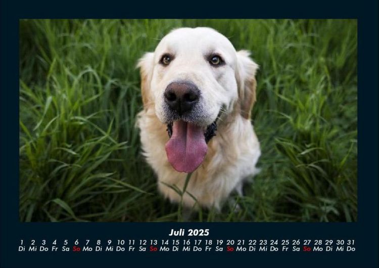Produktbild: Hunde 2025 Fotokalender DIN A4