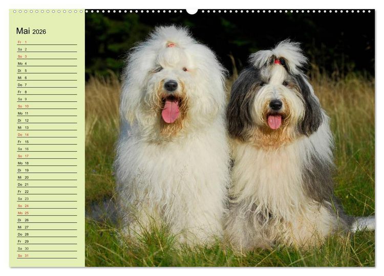 Produktbild: Traumhund Bobtail (hochwertiger Premium Wandkalender 2026 DIN A2 quer), Kunstdruck in Hochglanz