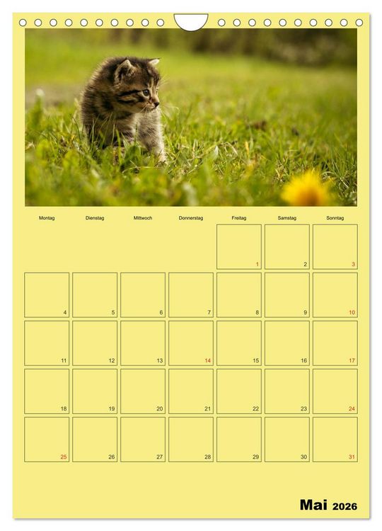Produktbild: Mit Katzen durchs Jahr / Planer (Wandkalender 2026 DIN A4 hoch), CALVENDO Monatskalender
