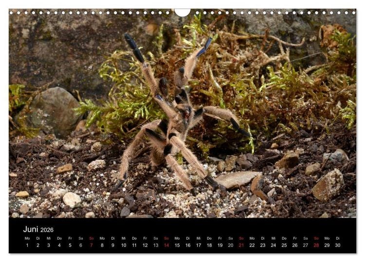 Produktbild: Vogelspinnen - Tarantulas (Wandkalender 2026 DIN A3 quer), CALVENDO Monatskalender